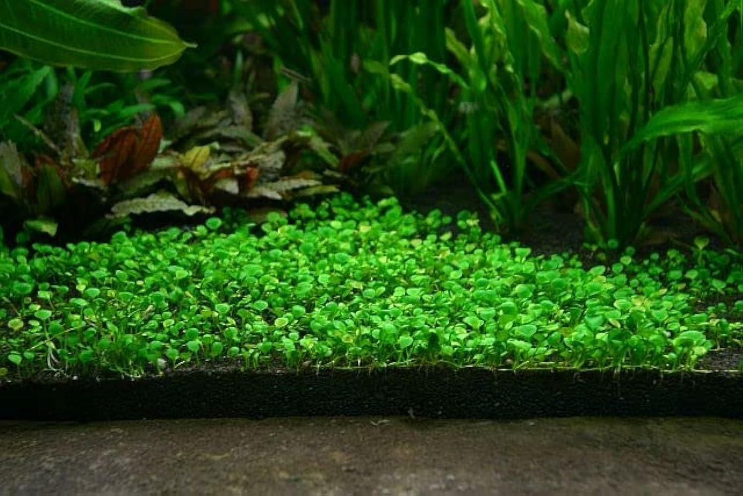 Aquatic Double Leaf Aquarium Plants Seeds